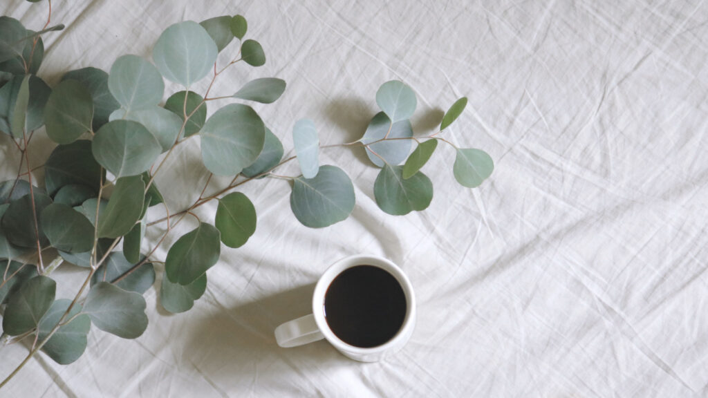 eucalyptus plant 