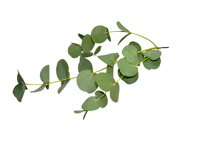 dried eucalyptus plant