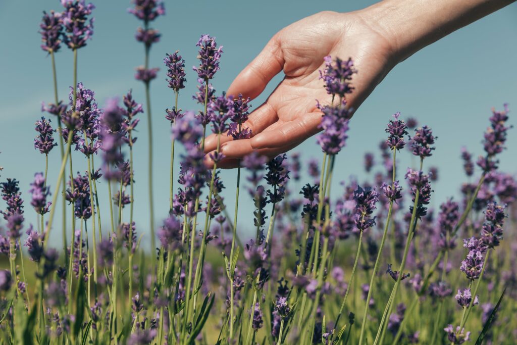 lavender essential oil